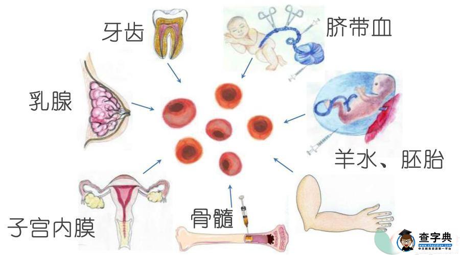 乳牙掉了存起来，将来还能再救命2